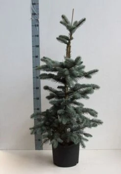 Spar (Picea Pungens 'Hoopsii') -Tuinplanten Winkel picea pungens hoopsii 60 80 cm co. 7.5l kopie kopie