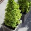 Spar (Picea Glauca 'Conica') -Tuinplanten Winkel piceaglauca conicav01
