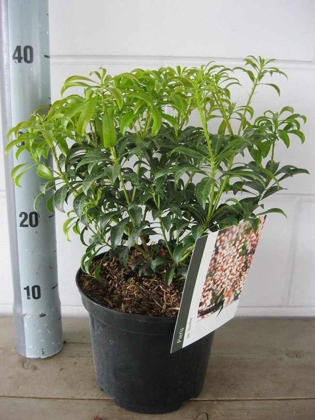 Rotsheide (Pieris Japonica 'Bonfire') 4 Rotsheide (Pieris Japonica 'Bonfire') - Afbeelding 2