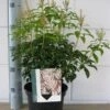 Rotsheide (Pieris Japonica 'Bonfire') -Tuinplanten Winkel pieris bonfire c3 december