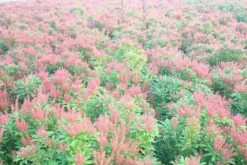 Rotsheide (Pieris Japonica 'Cupido') -Tuinplanten Winkel pieris cupido c5 2