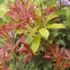 Rotsheide (Pieris Japonica 'Mountain Fire') -Tuinplanten Winkel pieris japonica mountain fire