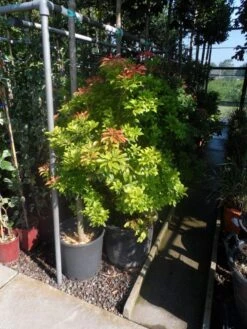 Rotsheide (Pieris Japonica 'Mountain Fire') 24 Rotsheide (Pieris Japonica 'Mountain Fire') -Tuinplanten Winkel pieris japonica mountain fire 100 125 c50