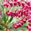 Rotsheide (Pieris Japonica 'Passion') -Tuinplanten Winkel pieris japonica passion 7