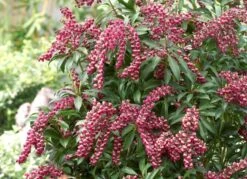 Rotsheide (Pieris Japonica 'Passion') -Tuinplanten Winkel pieris japonica passion party passion concept plants 5