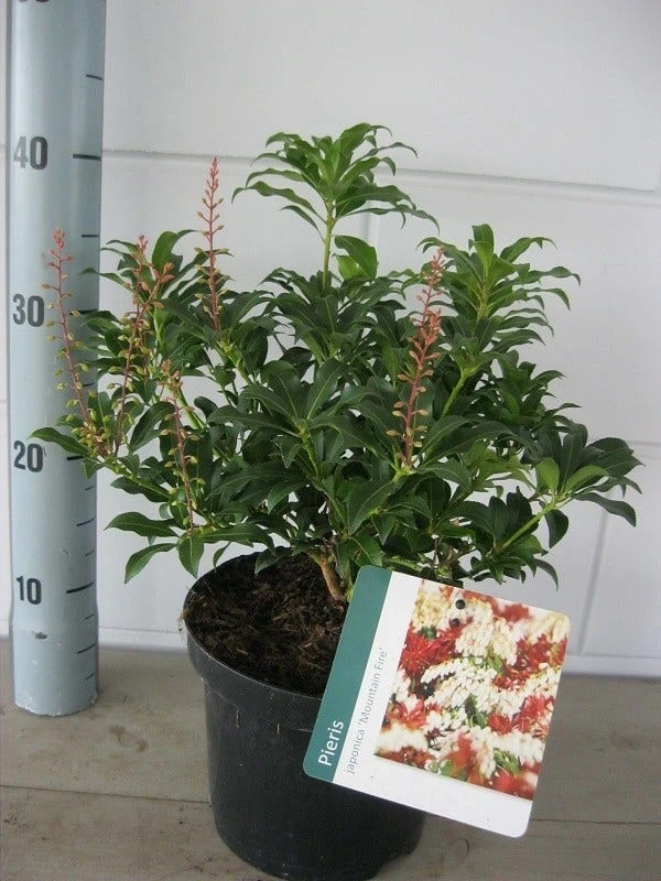 Rotsheide (Pieris Japonica 'Mountain Fire') 8 Rotsheide (Pieris Japonica 'Mountain Fire') - Afbeelding 6