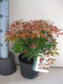 Rotsheide (Pieris Japonica 'Mountain Fire') 36 Rotsheide (Pieris Japonica 'Mountain Fire') -Tuinplanten Winkel pieris mountain fire c3 okt