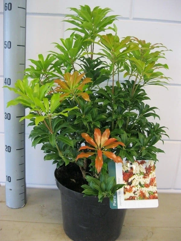 Rotsheide (Pieris Japonica 'Mountain Fire') 9 Rotsheide (Pieris Japonica 'Mountain Fire') - Afbeelding 7