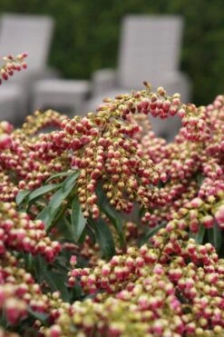 Rotsheide (Pieris Japonica 'Passion') -Tuinplanten Winkel pieris passion big garden 06