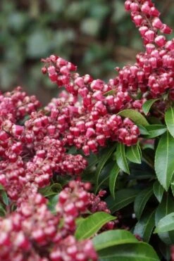 Rotsheide (Pieris Japonica 'Passion') -Tuinplanten Winkel pieris passion party passion 2