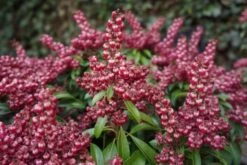 Rotsheide (Pieris Japonica 'Passion') -Tuinplanten Winkel pieris passion party passion 4