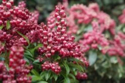 Rotsheide (Pieris Japonica 'Passion') -Tuinplanten Winkel pieris passion party passion 5
