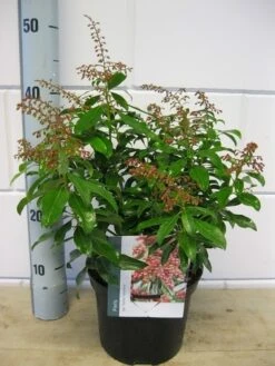 Rotsheide (Pieris Japonica 'Valley Valentine') -Tuinplanten Winkel pieris valey valentine c3 december