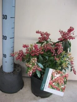 Rotsheide (Pieris Japonica 'Valley Valentine') -Tuinplanten Winkel pieris valley valentine c3 maart.jpg