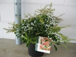 Rotsheide (Pieris Japonica 'Valley Valentine') -Tuinplanten Winkel pieris valley valentine c3 november 2