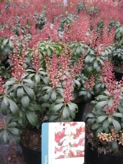 Rotsheide (Pieris Japonica 'Mountain Fire') 37 Rotsheide (Pieris Japonica 'Mountain Fire') -Tuinplanten Winkel pierisjapmountainfire