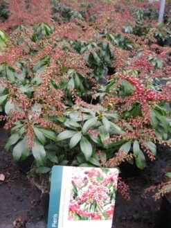 Rotsheide (Pieris Japonica 'Valley Valentine') -Tuinplanten Winkel pierisjapvalleyvalentine