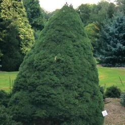 Spar (Picea Glauca 'Conica') -Tuinplanten Winkel pigconic 7