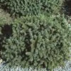 Dwergspar (Picea Glauca 'Echiniformis') 1 Dwergspar (Picea Glauca 'Echiniformis') -Tuinplanten Winkel pigechin 1