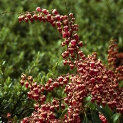 Rotsheide (Pieris Japonica 'Valley Valentine') -Tuinplanten Winkel pijvvale 10 2