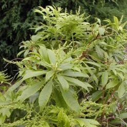 Rotsheide (Pieris Japonica 'White Cascade')