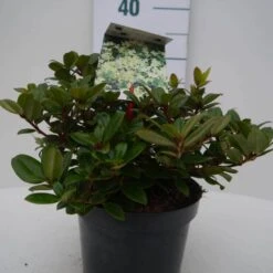Dwergrhododendron (Rhododendron 'Princess- Anne') -Tuinplanten Winkel pincess ann c2 voor