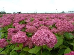 Hortensia (Hydrangea 'Pink Annabelle') 19 Hortensia (Hydrangea 'Pink Annabelle') -Tuinplanten Winkel pink annabelle 1