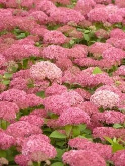 Hortensia (Hydrangea 'Pink Annabelle') 21 Hortensia (Hydrangea 'Pink Annabelle') -Tuinplanten Winkel pink annabelle 2
