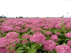 Hortensia (Hydrangea 'Pink Annabelle') 23 Hortensia (Hydrangea 'Pink Annabelle') -Tuinplanten Winkel pink annabelle 4