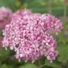 Hortensia (Hydrangea 'Pink Annabelle') 2 Hortensia (Hydrangea 'Pink Annabelle') -Tuinplanten Winkel pink annabelle 7