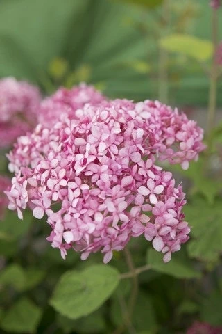 Hortensia (Hydrangea 'Pink Annabelle') 3 Hortensia (Hydrangea 'Pink Annabelle')