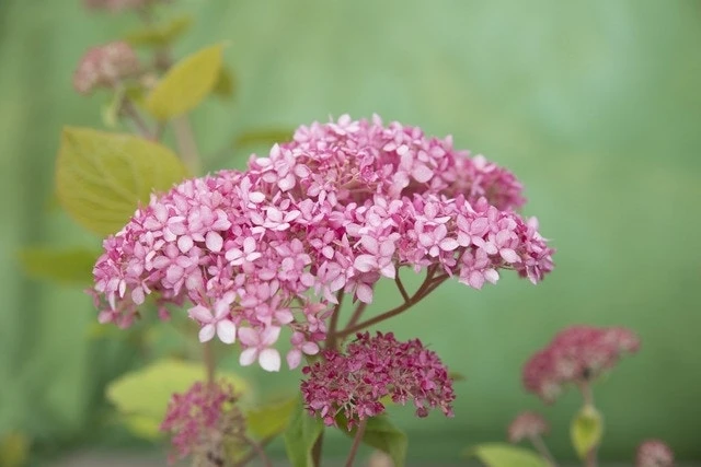 Hortensia (Hydrangea 'Pink Annabelle') 14 Hortensia (Hydrangea 'Pink Annabelle') - Afbeelding 12