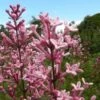 Dwergsering (Syringa Bloomerang® 'Pink Perfume') -Tuinplanten Winkel pink perfume