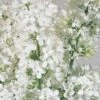 Mongoolse Sering (Syringa 'Pinnatifolia') -Tuinplanten Winkel pinnatifolia