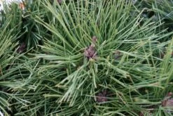 Zwarte Den (Pinus Nigra 'Marie Bregeon') -Tuinplanten Winkel pinus mariebregeon lm01