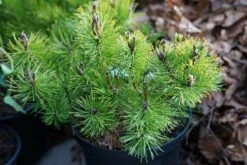 Pinus (Pinus Mugo Var. Pumilio) -Tuinplanten Winkel pinus mugo pumilio lm02