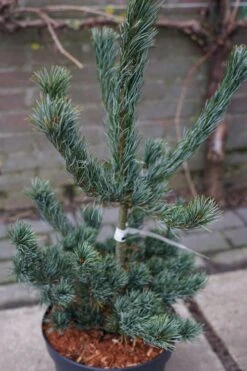 Blauwe Japanse Den (Pinus Parviflora 'Glauca') -Tuinplanten Winkel pinus parviflora glauca lm02