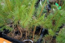 Grove Den, Bosplantsoen (Pinus Sylvestris) -Tuinplanten Winkel pinus sylvestris bosplantsoen lm02