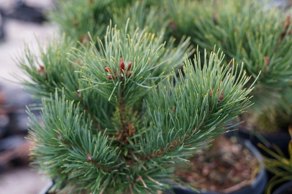 Grove Den (Pinus Sylvestris 'Watereri') 4 Grove Den (Pinus Sylvestris 'Watereri') - Afbeelding 2