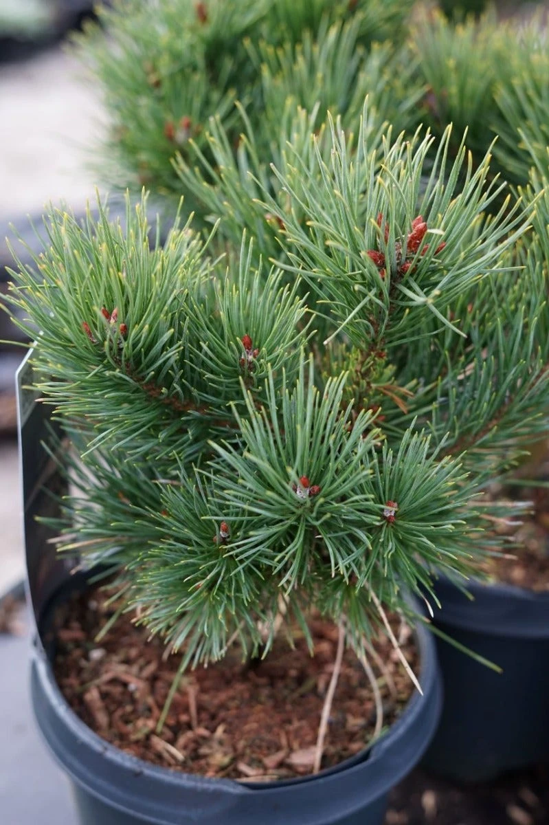 Grove Den (Pinus Sylvestris 'Watereri') 5 Grove Den (Pinus Sylvestris 'Watereri') - Afbeelding 3