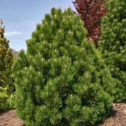 Dwerg Bergden (Pinus Mugo 'Wintergold') -Tuinplanten Winkel pinus heldreichii compact gem 1