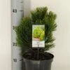 Bosnische Den (Pinus Heldreichii 'Compact Gem') -Tuinplanten Winkel pinus heldreichii compact gem c3 m