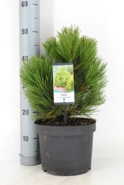 Bosnische Den (Pinus Heldreichii 'Compact Gem') -Tuinplanten Winkel pinus heldreichii compact gem c5 m