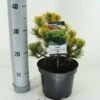 Dwerg Bergden (Pinus Mugo 'Wintergold') -Tuinplanten Winkel pinus mugo carstens wintergold c3 m