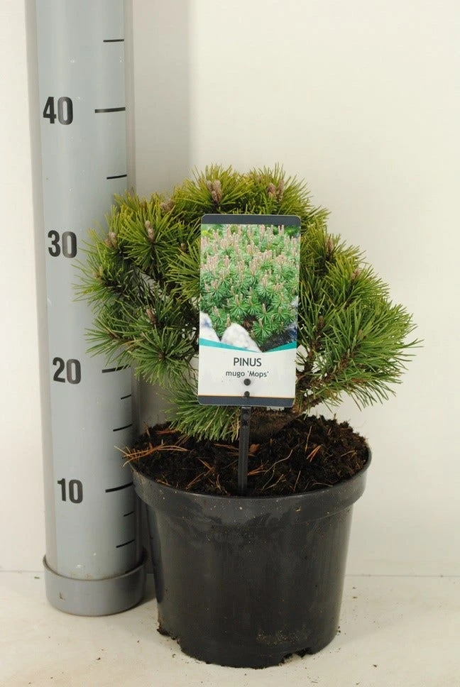 Dwerg Bergden (Pinus Mugo 'Mops') 4 Dwerg Bergden (Pinus Mugo 'Mops') - Afbeelding 2