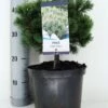 Dwerg Bergden (Pinus Mugo 'Mops') -Tuinplanten Winkel pinus mugo mops c5 m
