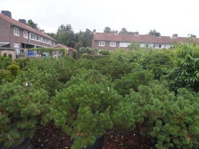 Bergden (Pinus Mugo Mughus) 8 Bergden (Pinus Mugo Mughus) - Afbeelding 6