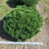 Bergden Als Bolvorm (Pinus Mugo 'Mugo') -Tuinplanten Winkel pinus mugo mugo 100 cm breed bol drkl 1
