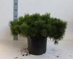 Pinus (Pinus Mugo Var. Pumilio) -Tuinplanten Winkel pinus mugo pumilio 40 50 cm co. 10l kopie