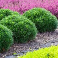 Dwerg Bergden (Pinus Mugo 'Varella') 7 Dwerg Bergden (Pinus Mugo 'Varella') -Tuinplanten Winkel pinus mugo varella